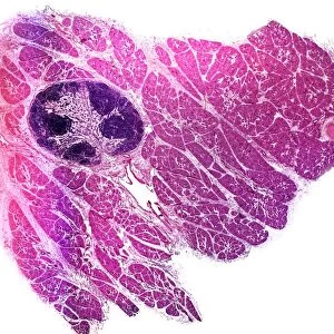 Parotid salivary gland, light micrograph