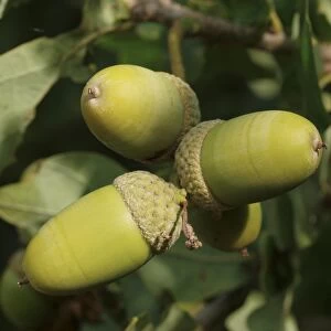 Pedunculate Oak (quercus robur) Acorn
