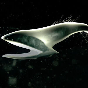 D Acrylic Blox Collection: Deep Sea Eel