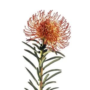 Pincushion flower (Leucospermum sp. )