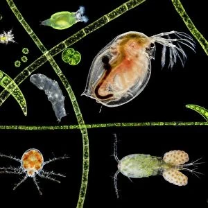 Crustaceans Mouse Mat Collection: Water Flea