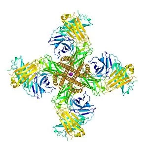 Potassium channel molecular model