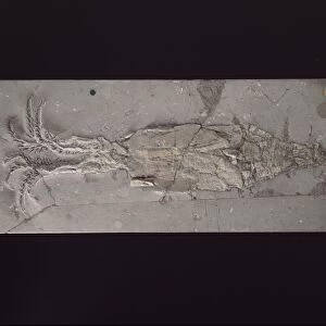 Prehistoric squid C013 / 6621