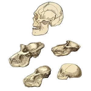 Primate skulls, 19th century artwork