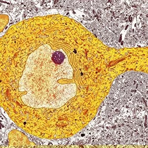 Purkinje nerve cell, TEM C014 / 0582