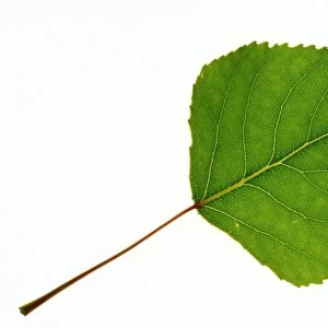 Quaking Aspen (Populus tremuloides) leaf