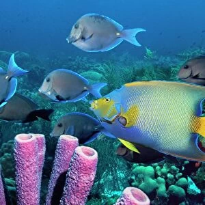 Queen angelfish and blue tangs