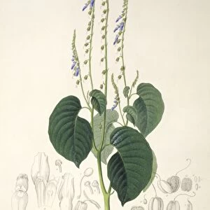 Rhynchoglossum obliquum, artwork C016 / 5646
