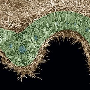 Rosemary leaf structure, SEM