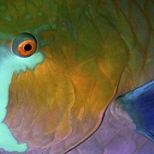 Rusty parrotfish