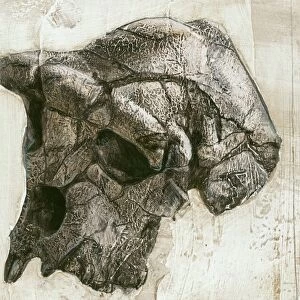 Sahelanthropus tchadensis skull