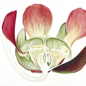 Sarracenia purpurea pitcherplant C016 / 5499