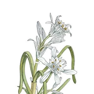 Sea daffodil (Pancratium maritimum) C016 / 3313