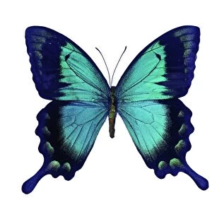 Sea green swallowtail butterfly