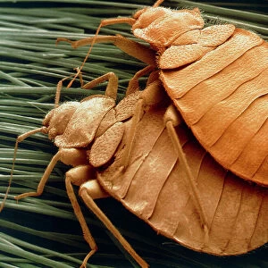 Hemiptera Metal Print Collection: Bed Bug