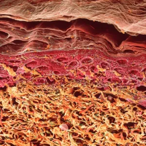 SEM Print of Human Skin Section SEM Print of Human Skin Section