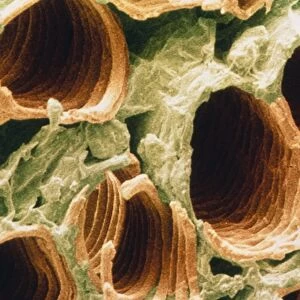 SEM of vascular tissue of tobacco leaf B745 / 0312