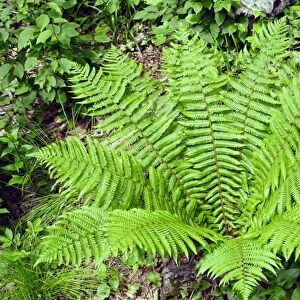 Shield fern (Dryopteris crassirhisoma)