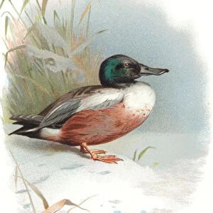 Shoveler duck, historical artwork