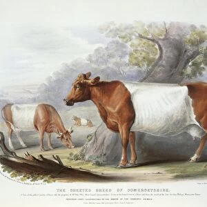 Somerset Cattle, 19th century C013 / 6222