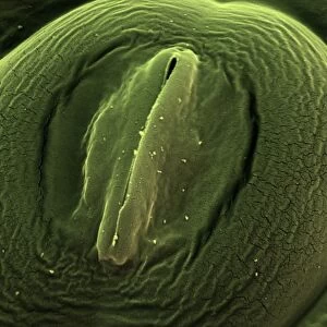 Sorrel leaf stoma, SEM C016 / 8059