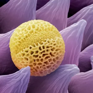 Lavender pollen grain Print Lavender pollen grain Print