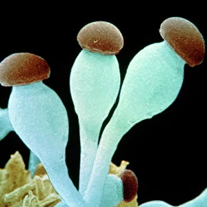 Sporangiophores of Pilobolus fungus on dung