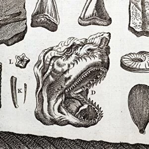 Stenos shark tooth fossil