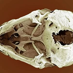 Striated finch skull, SEM