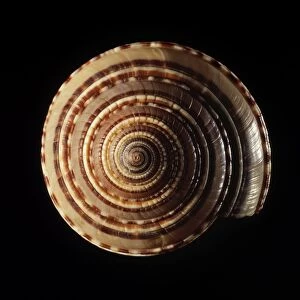 Sundial sea snail shell C019 / 1288