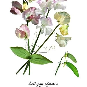 Sweet Pea (Lathyrus odorata)