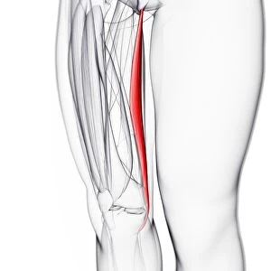 Thigh muscle, artwork F006 / 3420
