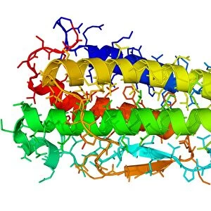 Thrombopoietin hormone molecule