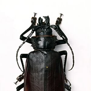 Titan beetle C016 / 5668