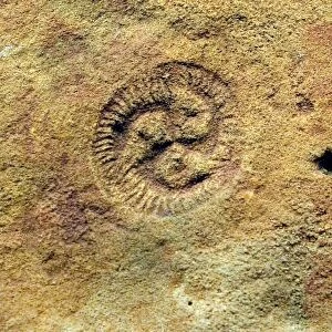 Tribrachidium fossil