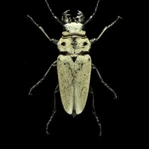 Trictenotoma beetle