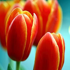 Tulip (Tulipa Apeldoorn Elite )