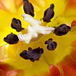 Tulips reproductive structures