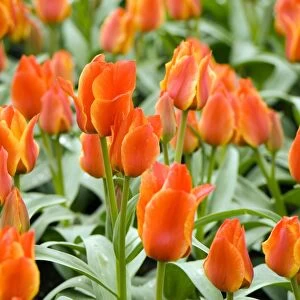 Tulips (Tulipa greigii Compostella )