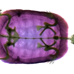 Turtle Turtle
