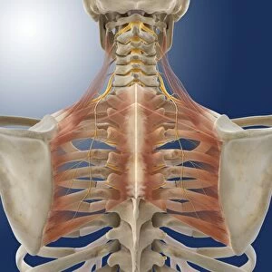Upper back anatomy, artwork