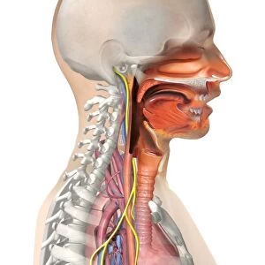 Vagus nerve anatomy, artwork C018 / 0300