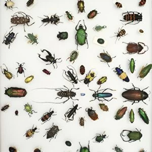 Various beetle specimens C016 / 5849