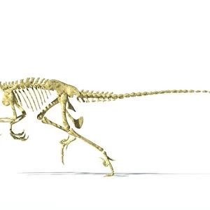 Velociraptor dinosaur skeleton, artwork