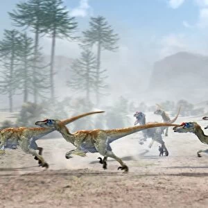 Velociraptor dinosaurs
