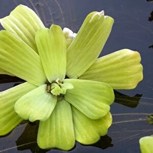 Water cabbage (Pistia stratiotes)