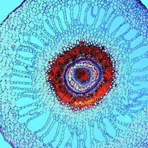 Water fern rhizome, light micrograph