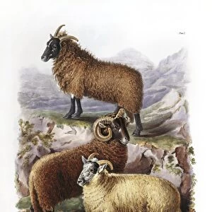 Welsh mountain sheep, 19th century C013 / 6228