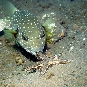 Whitespotted puffer feeding on a starfish