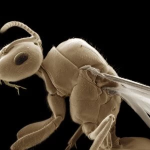 Winged ant, SEM